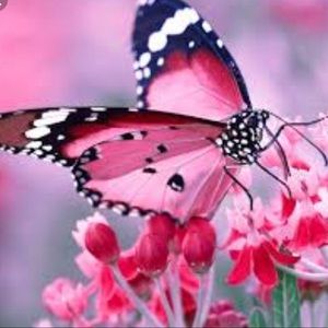 Meet your Posher, Suzie